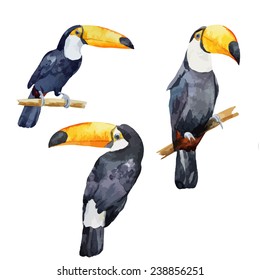 toucan, bird, watercolor