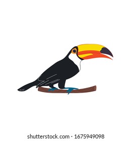 Toucan bird. Woodpecker character. Vector illustration.