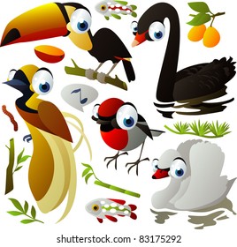  toucan, black, white swan, robin, bird of paradise