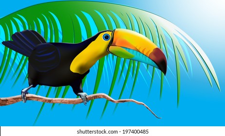 Toucan, Cartoon bird. Jungle bird. Vector bird. 