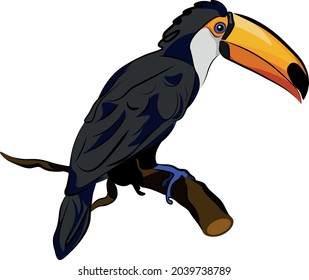 toucan color illustration vector tropical bird