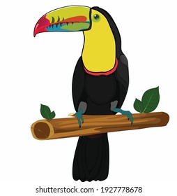 toucan colourful sitting on tree vector