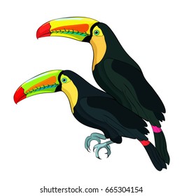 Toucan couple a rainbow exotic bird Vector illustration