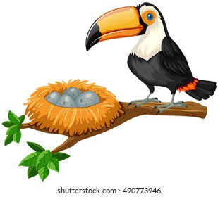 Toucan and eggs in nest illustration