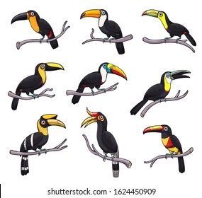 Toucan exotic bird isolated icons of tropical jungle animals vector design. Toucanet, aracari, toco and choco toucan sitting on branches, birds with yellow beaks, black feathers on wings and tails