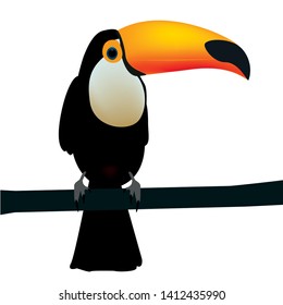 Toucan, exotic birds, bird of paradise