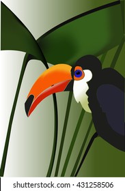 Toucan, exotic tropical bird on green background