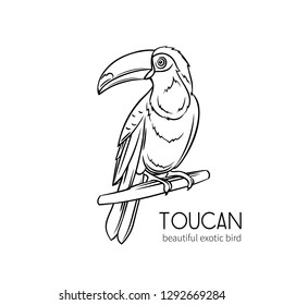 Toucan, exotic tropical bird sitting on branch. Hand drawn illustration for summer tropical paradise advertising vacation design.