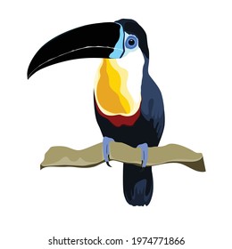 Toucan. Exotic tropical bird sitting on branch isolated on white background. 