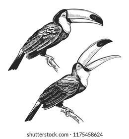 Toucan. Hand drawing of bird from wild. Black figure on white background. Vector illustration. Vintage engraving style. Realistic isolated figure of tropical bird with large beak. Nature concept.