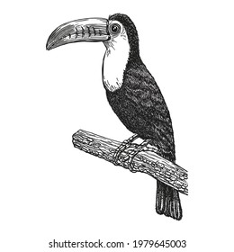 Toucan, hand drawn realistic sketch. Exotic tropical bird sitting on branch. Outline graphic design in vintage style. Black and white drawing bird. Isolated image of animal.