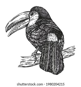 Toucan, hand drawn realistic sketch. Exotic tropical bird sitting on branch. Outline graphic design in vintage style. Black and white drawing bird. Isolated image of animal.