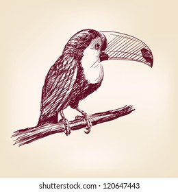 toucan hand drawn vector llustration realistic sketch