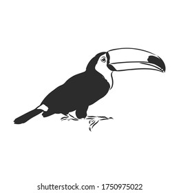 toucan hand drawn vector llustration realistic sketch, Toucan bird, vector sketch illustration