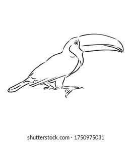 toucan hand drawn vector llustration realistic sketch, Toucan bird, vector sketch illustration