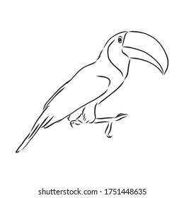 toucan hand drawn vector llustration realistic sketch, Toucan bird, vector sketch illustration