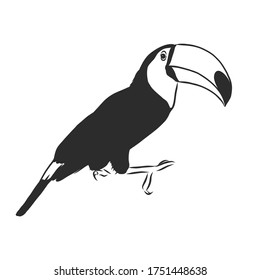 toucan hand drawn vector llustration realistic sketch, Toucan bird, vector sketch illustration