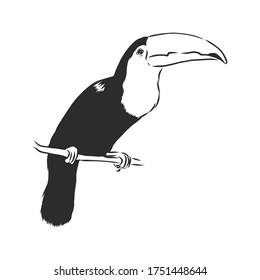 toucan hand drawn vector llustration realistic sketch, Toucan bird, vector sketch illustration