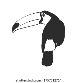 toucan hand drawn vector llustration realistic sketch, Toucan bird, vector sketch illustration