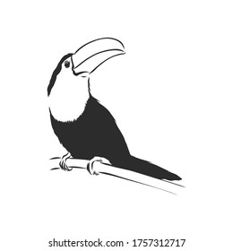 handgezeichnete, handgezeichnete Vektorgrafik, realistische Skizze, Toucan-Vogel, Vektorgrafik