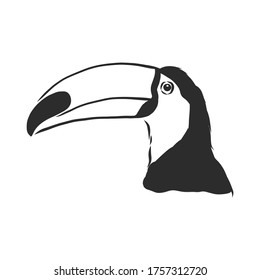 toucan hand drawn vector llustration realistic sketch, Toucan bird, vector sketch illustration