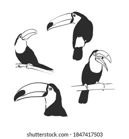 toucan hand drawn vector llustration realistic sketch. Toucan bird vector sketch illustration