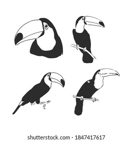 toucan hand drawn vector llustration realistic sketch. Toucan bird vector sketch illustration