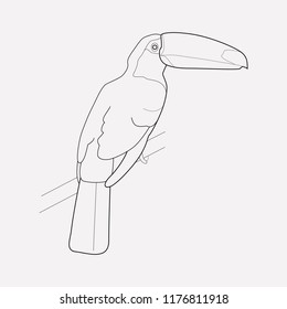 Toucan icon line element. Vector illustration of toucan icon line isolated on clean background for your web mobile app logo design.