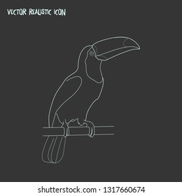 Toucan icon line element. Vector illustration of toucan icon line isolated on clean background for your web mobile app logo design.