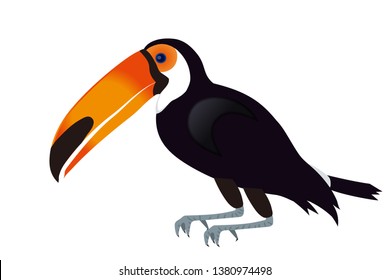 Toucan illustration, bird, wildlife, animals, summer, southern country image