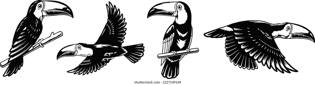 toucan illustration outline black white vector