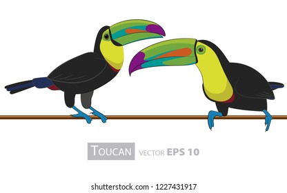 Toucan. Isolated birds on white background. Tropical birds. Vector illustration.