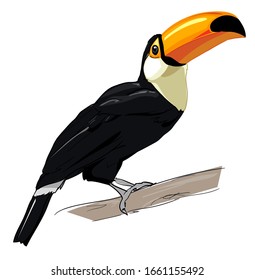 Toucan isolated on a white background. Exotic tropical bird vector. 