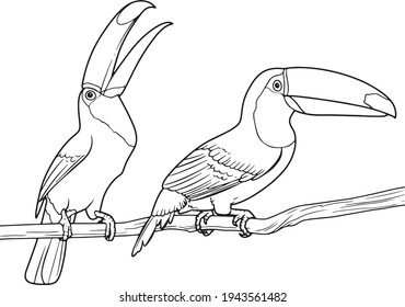 Toucan Line Art Good for Printing and Coloring Book