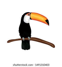 Toucan nature desing vector illustration