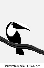 Toucan on a branch