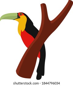 Toucan on a branch, illustration, vector on white background