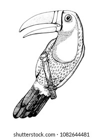 Toucan on branch vector, outline illustration , ink, hand drawing, isolated , on white background