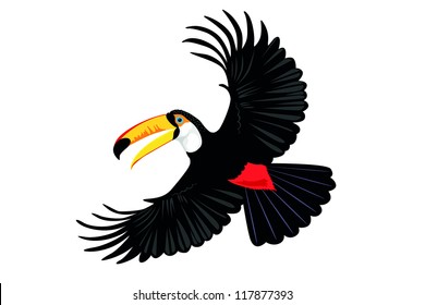 toucan parrot