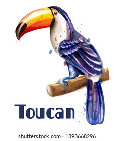 Toucan parrot isolated Vector watercolor. Exotic summer bird illustration