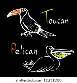 Toucan, pelican, exotic vector birds, wild nature, tropical theme