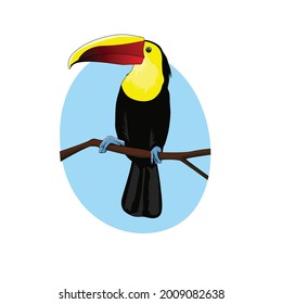 toucan perch in branch vector illustration. summer cartoon bird icon, sign and symbol
