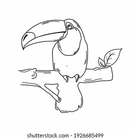 Toucan resting on the branch in the wild line art