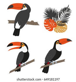 Toucan set. Vector illustration of tropical birds isolated on white.