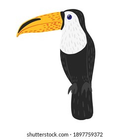 Toucan sits isolated on white background. Cute character from tropic. Exotic bird life in jungle. Doodle vector illustration.