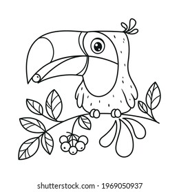 Toucan sits on branch and eats berry coloring page. Cartoon vector illustration