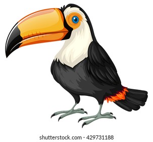 Toucan standing on white background illustration