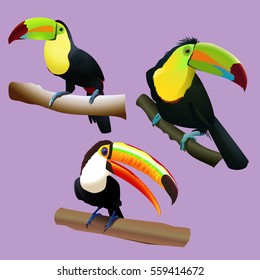 Toucan tropical bird