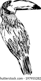 Toucan. Tropical bird hand drawn vector illustrations. Monochrome engraving technique.