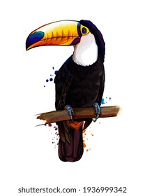 Toucan, tropical bird from a splash of watercolor, colored drawing, realistic. Vector illustration of paints